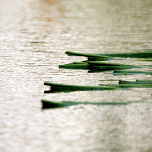 Im Wasser